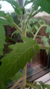 IMG_20200502_141905.jpg