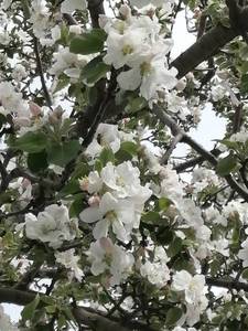 IMG_20200503_135106.jpg