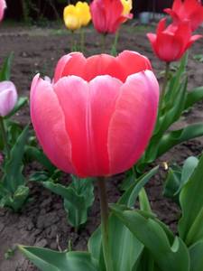IMG_20200504_115759.jpg