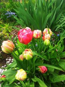 IMG_20200504_141035.thumb.jpg.1bd5d2bcea2362d3ad09be4b92f47f7d.jpg