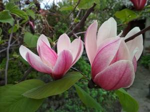 IMG_20200507_141737.jpg