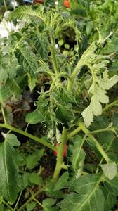 IMG_20200511_174349.jpg