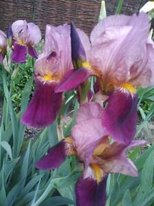 IMG_20200512_193840.thumb.jpg.2638eea5ac6a46be5411a437f9243070.jpg