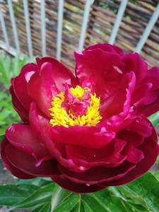 IMG_20200530_151645.thumb.jpg.aaa0a41eee57bfe359b69c62c98d2d5c.jpg