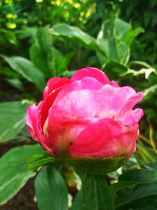 IMG_20200530_153626.thumb.jpg.19ea92f80eb1fa9c4317163f2953ad6c.jpg