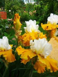 IMG_20200530_153757.thumb.jpg.8cce7db1cb37d7f3ae2a19c506f4e57a.jpg