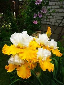 IMG_20200530_155235.thumb.jpg.eec265e548f2d90103b6208180a17d09.jpg