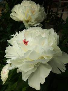 IMG_20200530_155553.thumb.jpg.1160b7377991766ee006f8831c0868d0.jpg