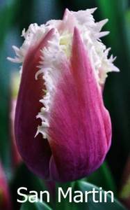 San-Martin.jpg
