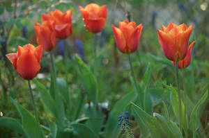 Tulipa-fosteriana-Orange-Emperor.jpg