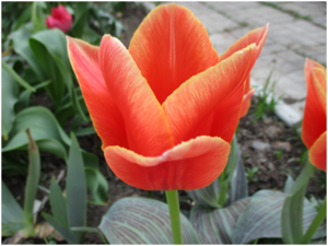 image.thumb.png.98d69060dbbbc9c0c07715a3da384353.png