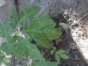 img_2.thumb.jpg.d2ea9b11182611754aca74fcb5b3abe2.jpg