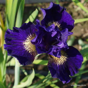 iris-Over-in-Gloryland.jpg