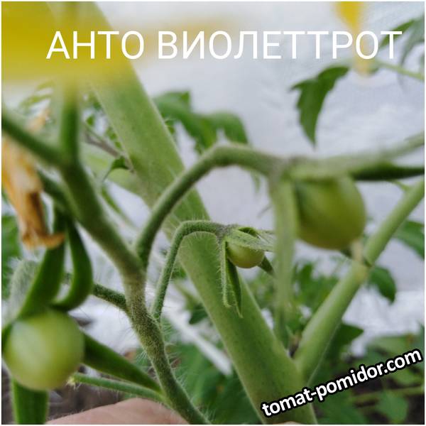1590407826754.jpg