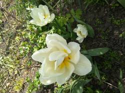белые махровые тюльпаны.jpg