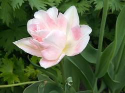 махровый розовый тюльпан из СЗ1.jpg