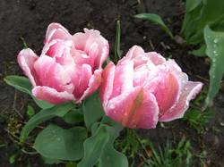 махровые тюльпаны.jpg