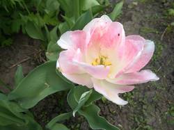 махровый розовый тюльпан из СЗ.jpg