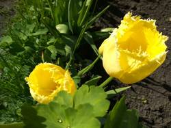 тюльпаны поздние желтые бахромчатые.jpg