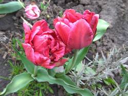 махровые тюльпаны1.jpg
