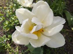 белые махровые тюльпаны1.jpg