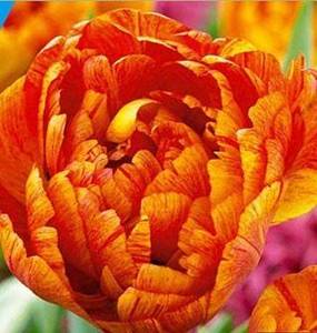 tulip-sun-lover.jpg