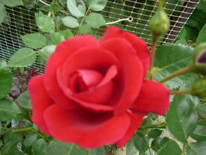 1160921376_29003.thumb.JPG.3f737ddb3d3c34999c79a00475e1677f.JPG