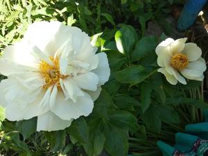 IMG_20200612_122628[1].jpg