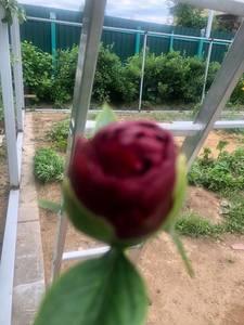 1D850329-4DA9-4AF9-A3FE-54ED7CE10726.thumb.jpeg.297a35dd1c41bb69493c16c3518cb370.jpeg