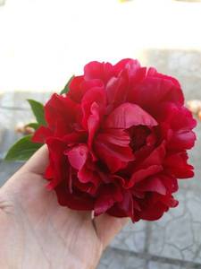 20200611_181717_resize_48.jpg