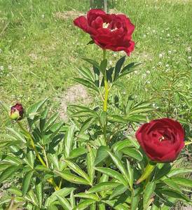 20200619_124716.jpg