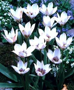 886b5eb0f27b6325a9a48359cb801a7a--fall-planting-spring-bulbs.jpg