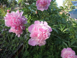 DSCN9700.JPG