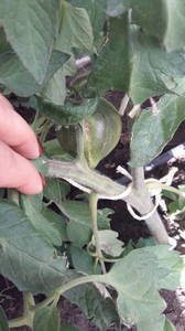 IMG-20200601-WA0002.thumb.jpeg.0ecb2f45fd321d5ed62f1d2ee24125bf.jpeg