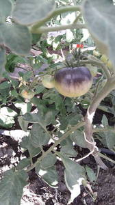 IMG-20200601-WA0008.thumb.jpeg.4a29fe4b46a40706c268a22fdf1b8899.jpeg