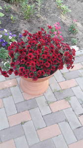 IMG-20200605-WA0024.thumb.jpeg.9f18057683c42f35899640a9ac320659.jpeg