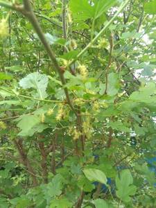 IMG-20200605-WA0027.jpg