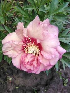 IMG-20200615-WA0000.jpg