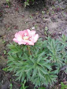 IMG-20200615-WA0002.jpg