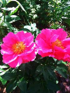 IMG_20200601_101924.thumb.jpg.74dc292767a1dc7e4057b12fa68090df.jpg