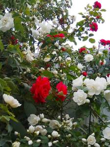 IMG_20200602_090322.thumb.jpg.96ae5427c158d491368e91b577b51874.jpg