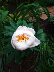 IMG_20200602_173601.thumb.jpg.8099fcfa518ae995a8f8bb8280897787.jpg
