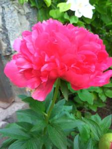 IMG_20200603_184326.thumb.jpg.138ac64396f63a90941a00d6ef2cd8e3.jpg