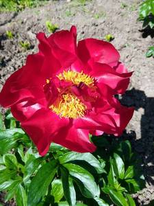IMG_20200610_093614_1.jpg