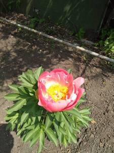 IMG_20200610_131031.jpg