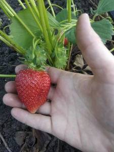 IMG_20200610_184909.jpg