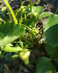 IMG_20200611_180109_23-06-00.jpg