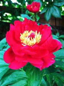 IMG_20200611_184305.thumb.jpg.96a4b71cdfdf05fa9ae85e30d50c92e3.jpg