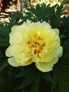 IMG_20200612_085333.jpg