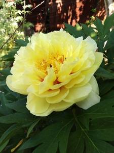 IMG_20200612_085338.jpg